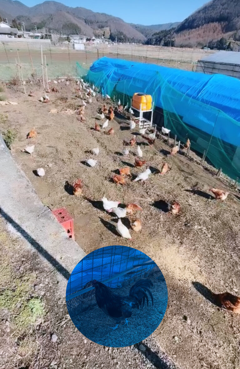 平飼い養鶏場を学ぶ
